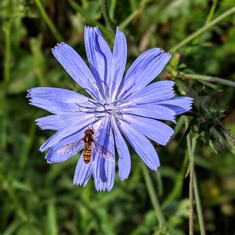 Wild chicory - Chicory is a perennial wild plant. It reproduces by scattering its seeds each fall so new plants can grow the following year. It blooms typically from July through the middle of October in most environments. …